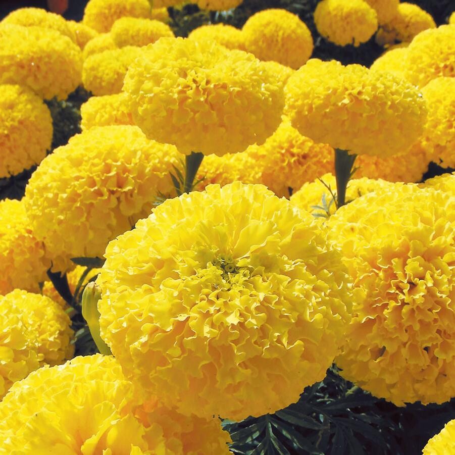 MARIGOLD erecta Bali Yellow