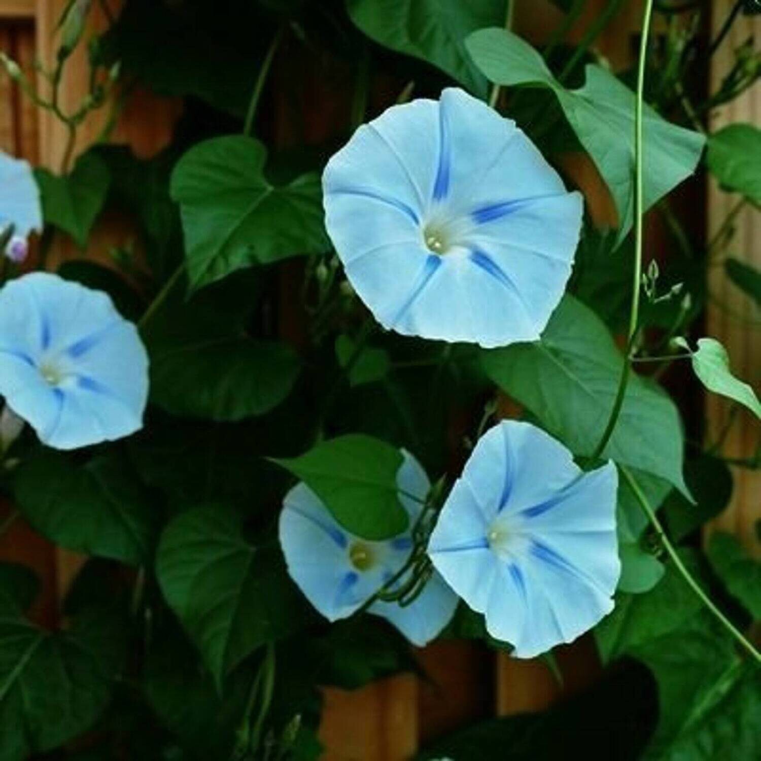 MORNING GLORY VINE ipomoea tricolor Ismay