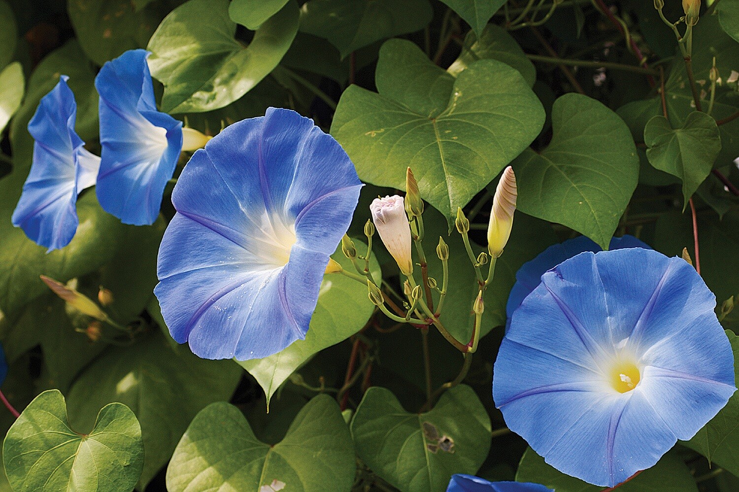 MORNING GLORY VINE ipomoea tricolor Heavenly Blue