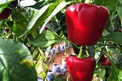 PEPPER Capsicum annuum Red Beauty/Baron (Sweet Bell)