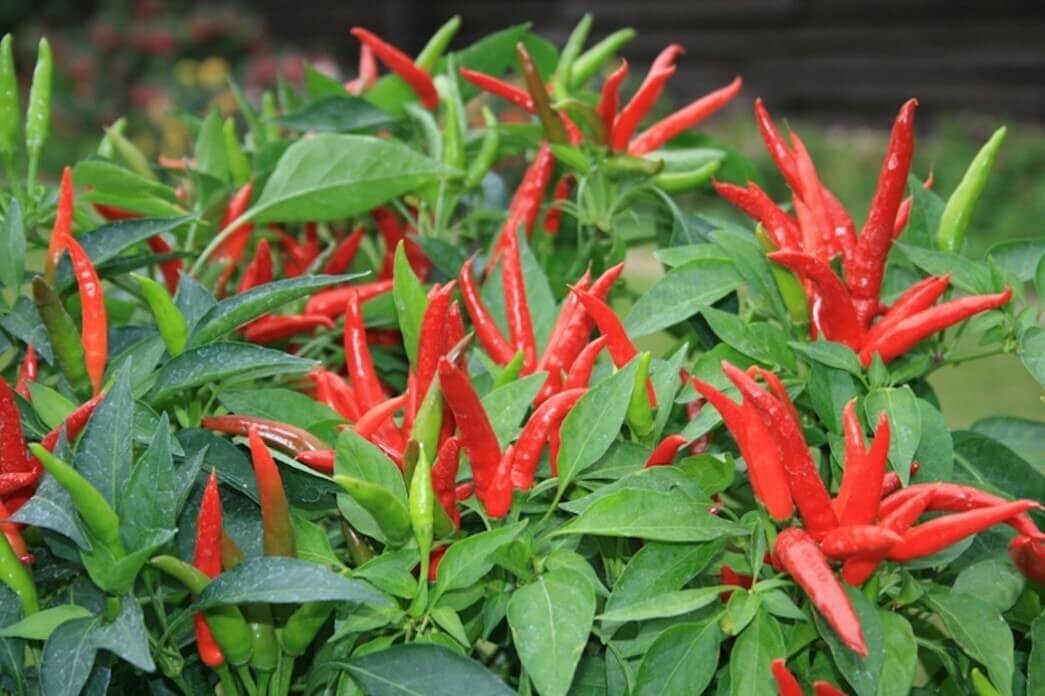 PEPPER Capsicum annuum Super Chili (Hot Pepper)
