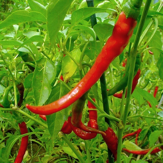 PEPPER Capsicum annuum Cayenne Long Red Thin (Hot Pepper)