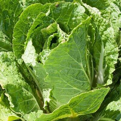 CABBAGE Brassica rapa var. pekinensis Bilko F1 (Napa Cabbage)
