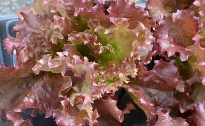 LETTUCE Lactuca sativa New Red Fire (Red Leaf)