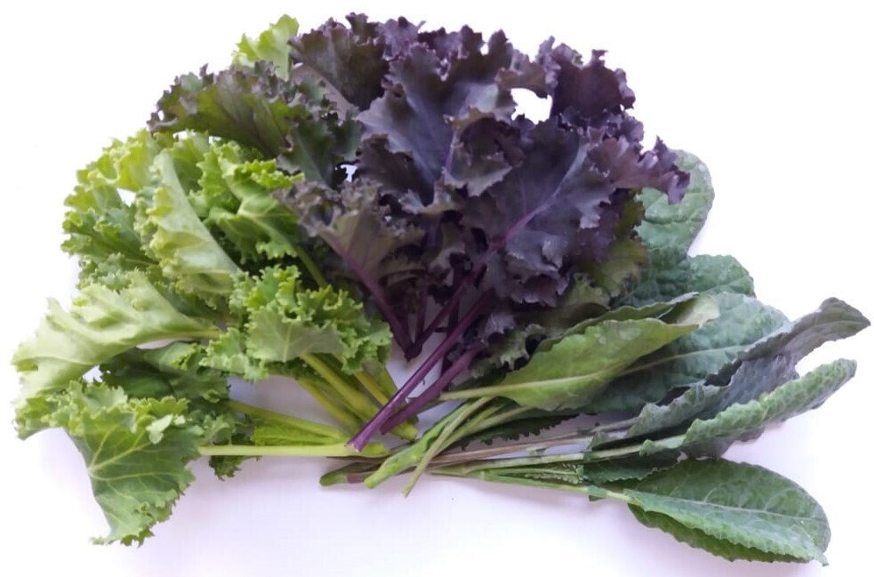 KALE Brassica oleracea Mix (Mixed Kale)