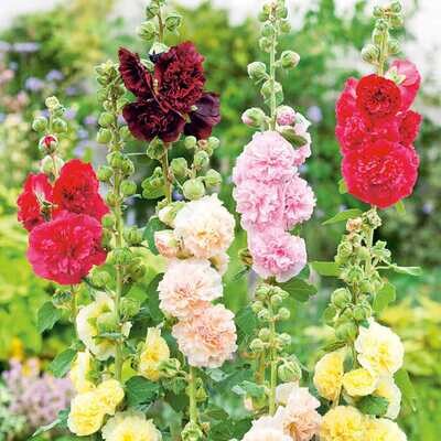 ALCEA rosea Chaters Mix (Hollyhock)