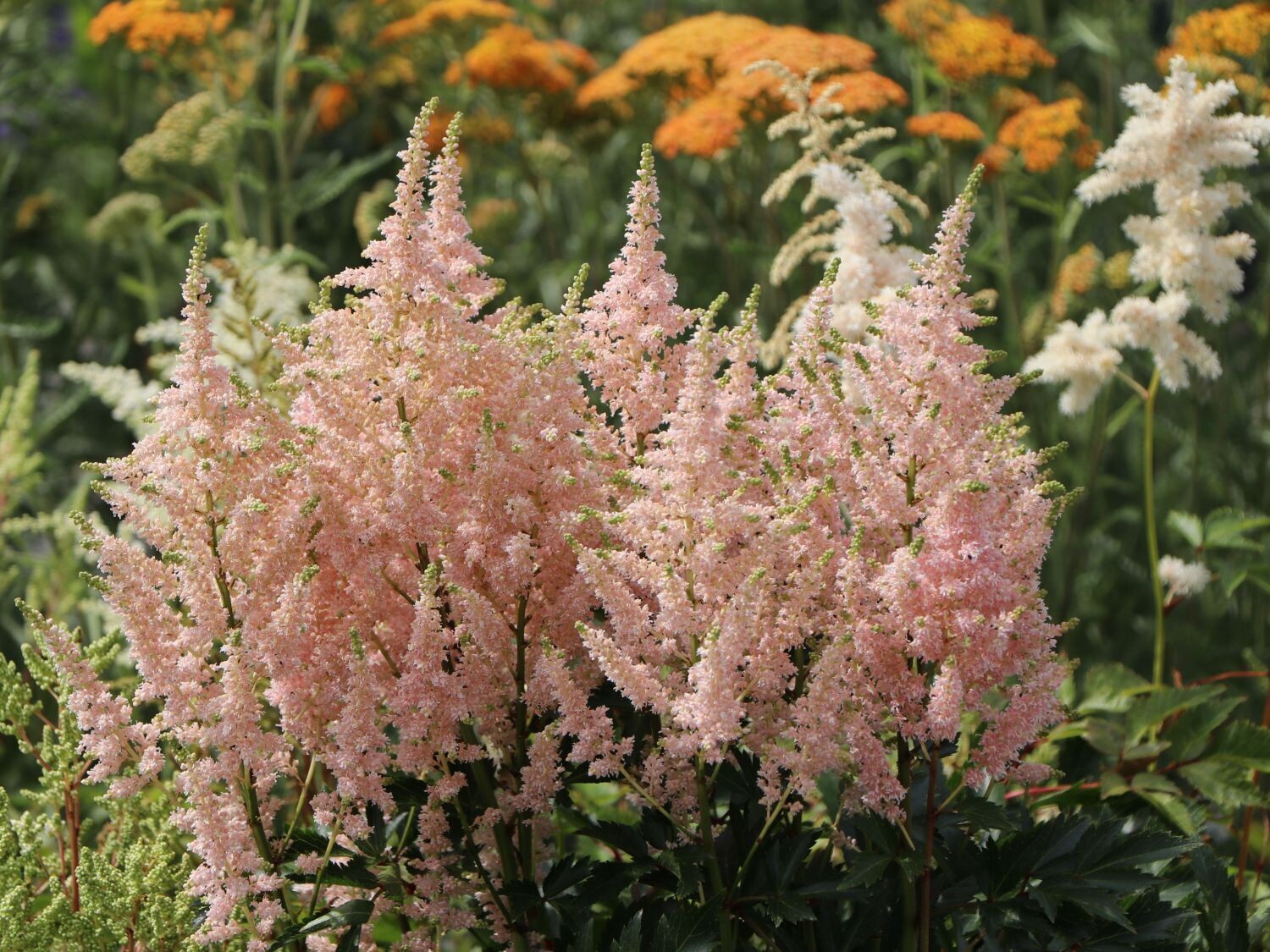 ASTILBE arendsii Younique Salmon