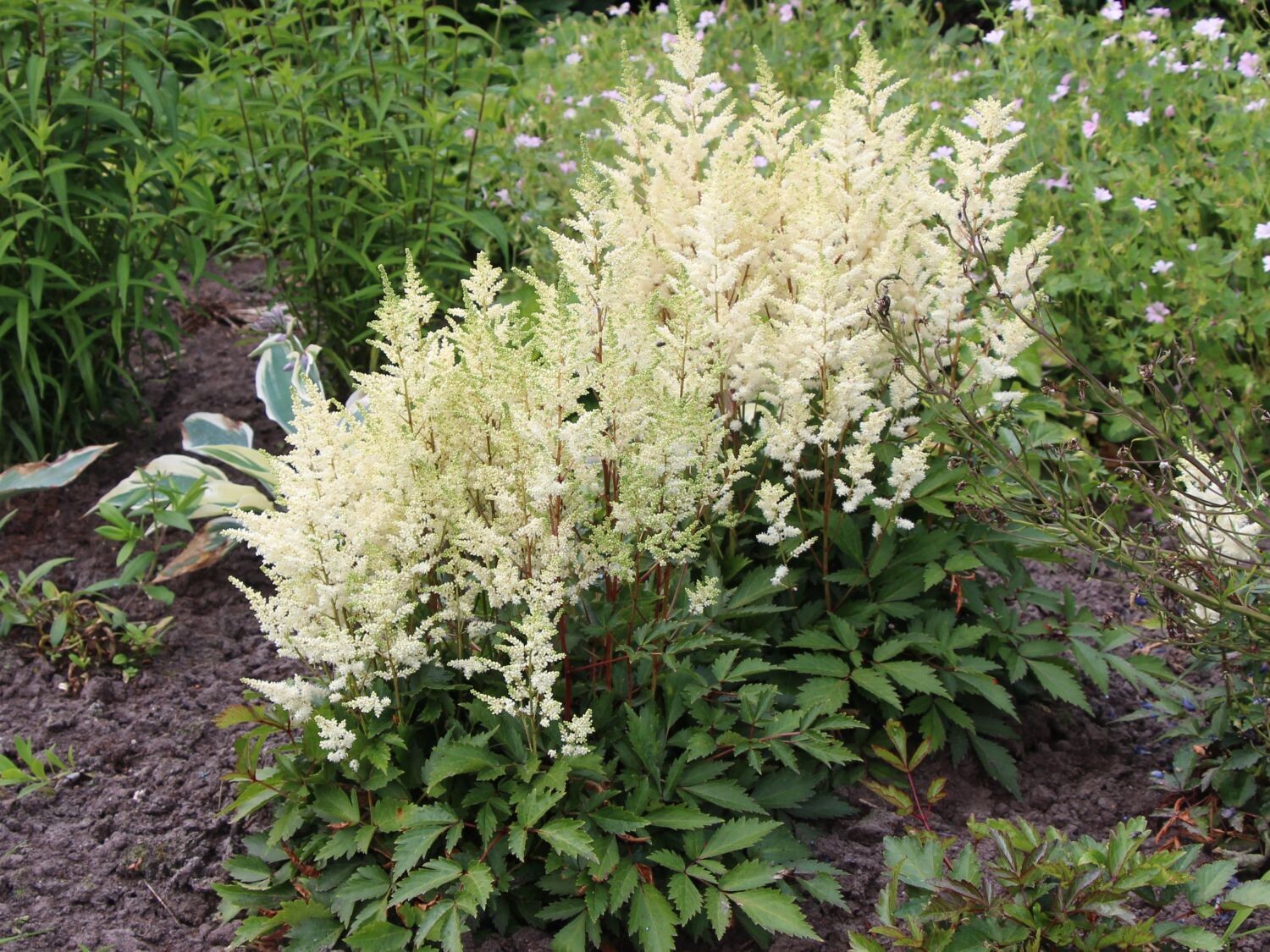 ASTILBE arendsii Younique White