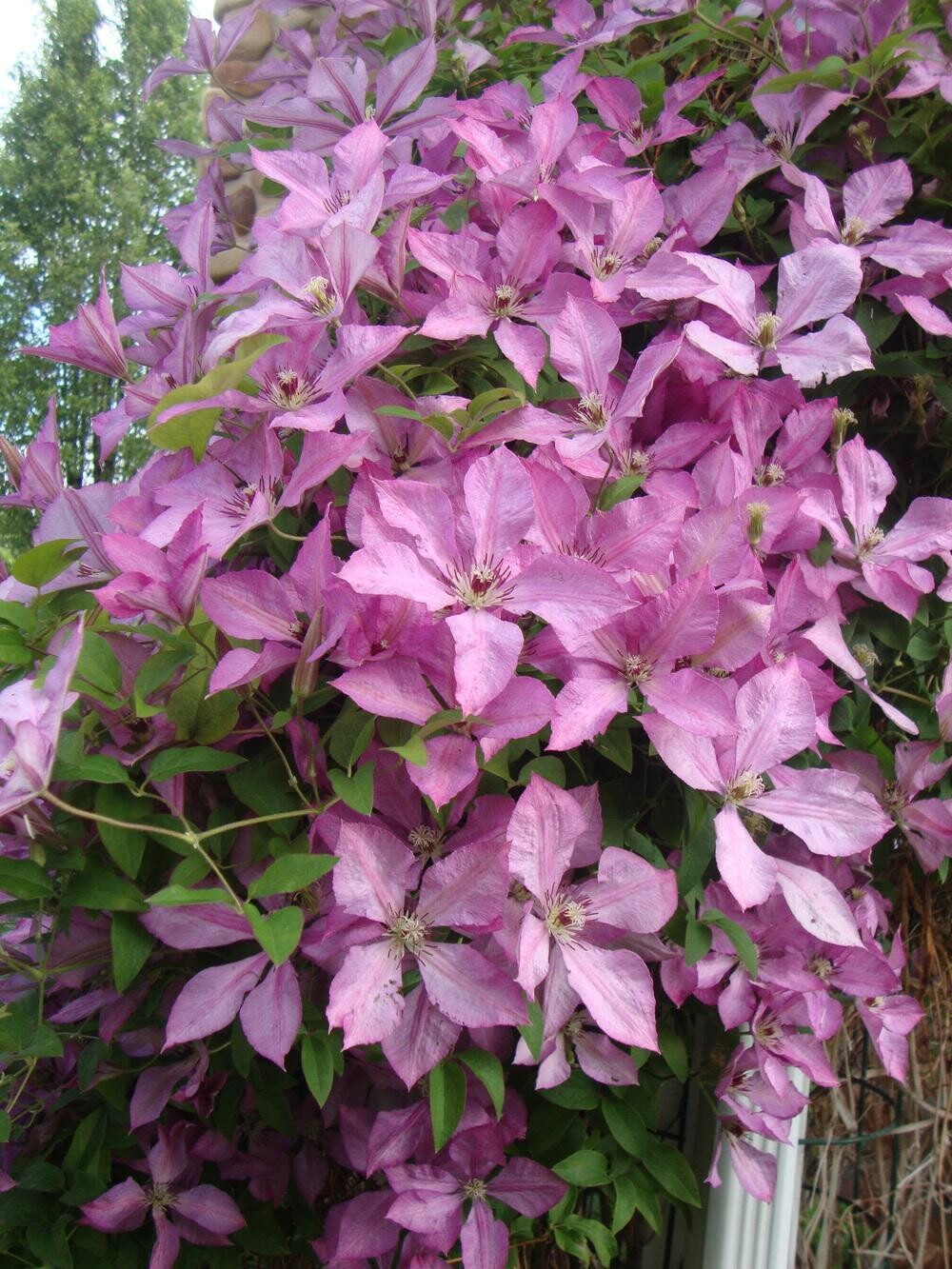 CLEMATIS Giselle