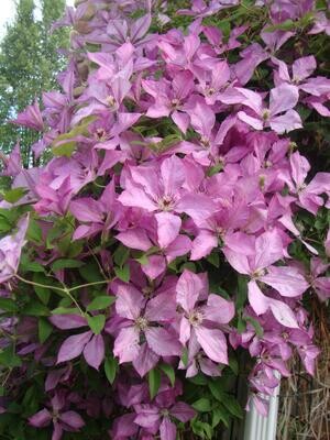 CLEMATIS Giselle