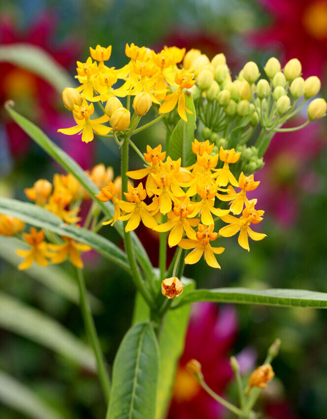 ASCLEPIAS curassavica Silky Gold (Butterfly Weed)