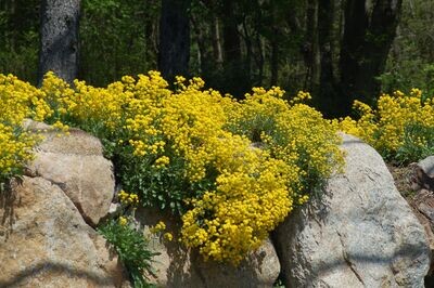 ALYSSUM wulfenianum Golden Spring