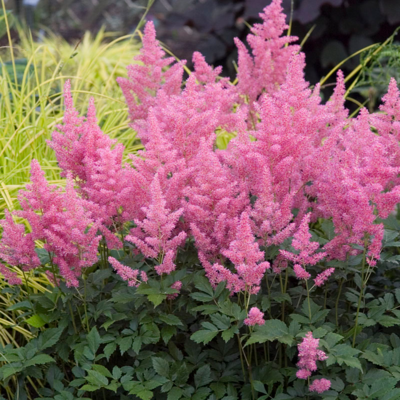 ASTILBE arendsii Country and Western