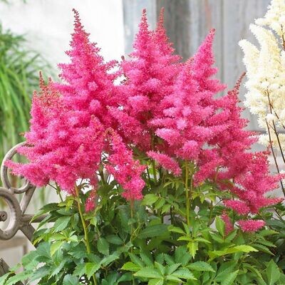 ASTILBE arendsii Drum and Bass
