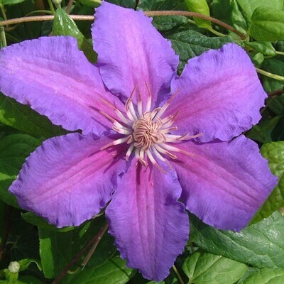 CLEMATIS Prince Philip
