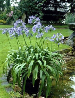 AGAPANTHAS Lapis (African Lily)