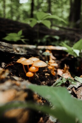 Orange Bonnett Mushrooms
