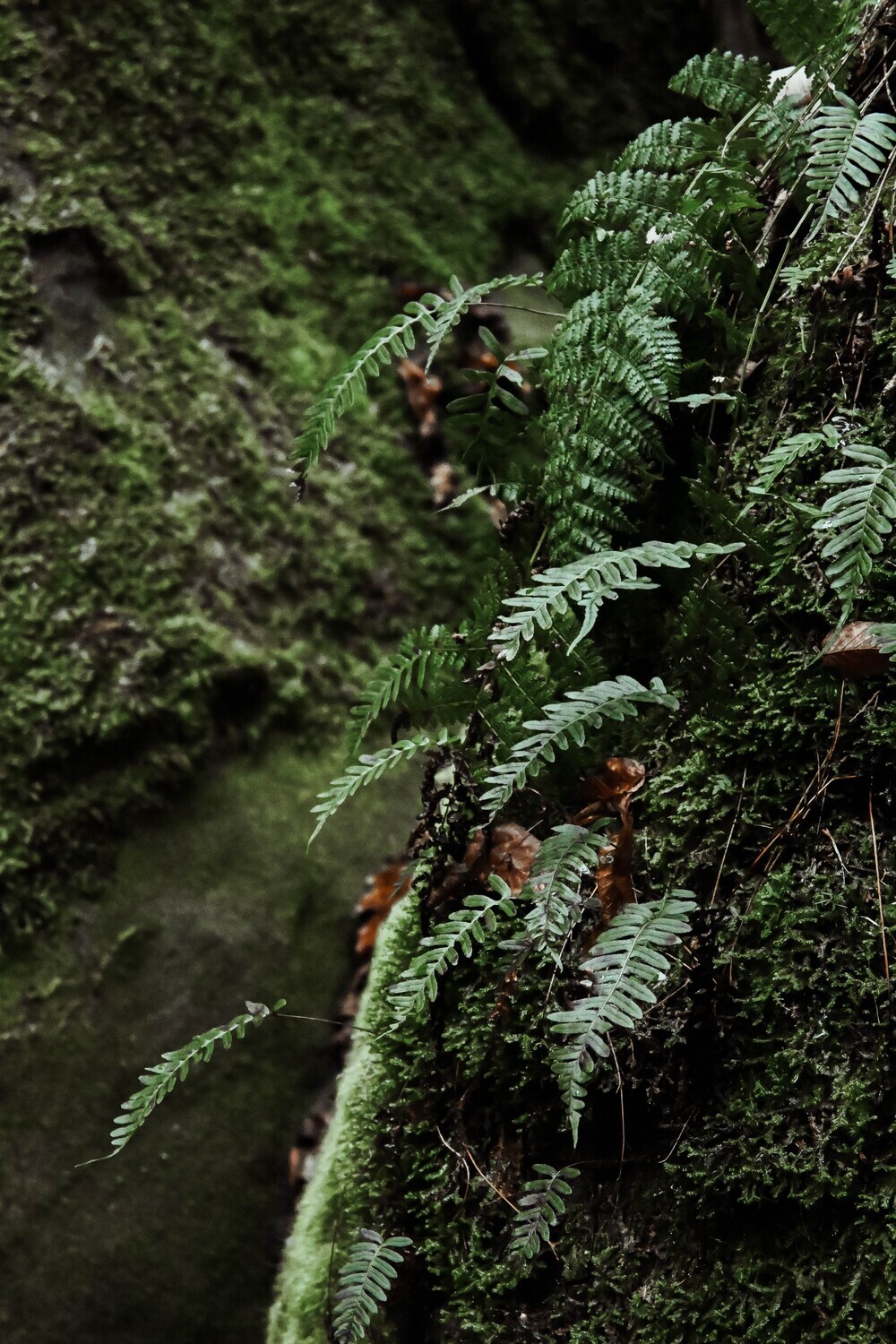 Ferns and Moss