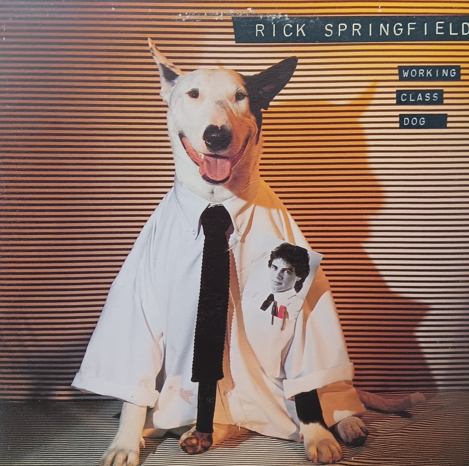 RICK SPRINGFIELD - Working class dog