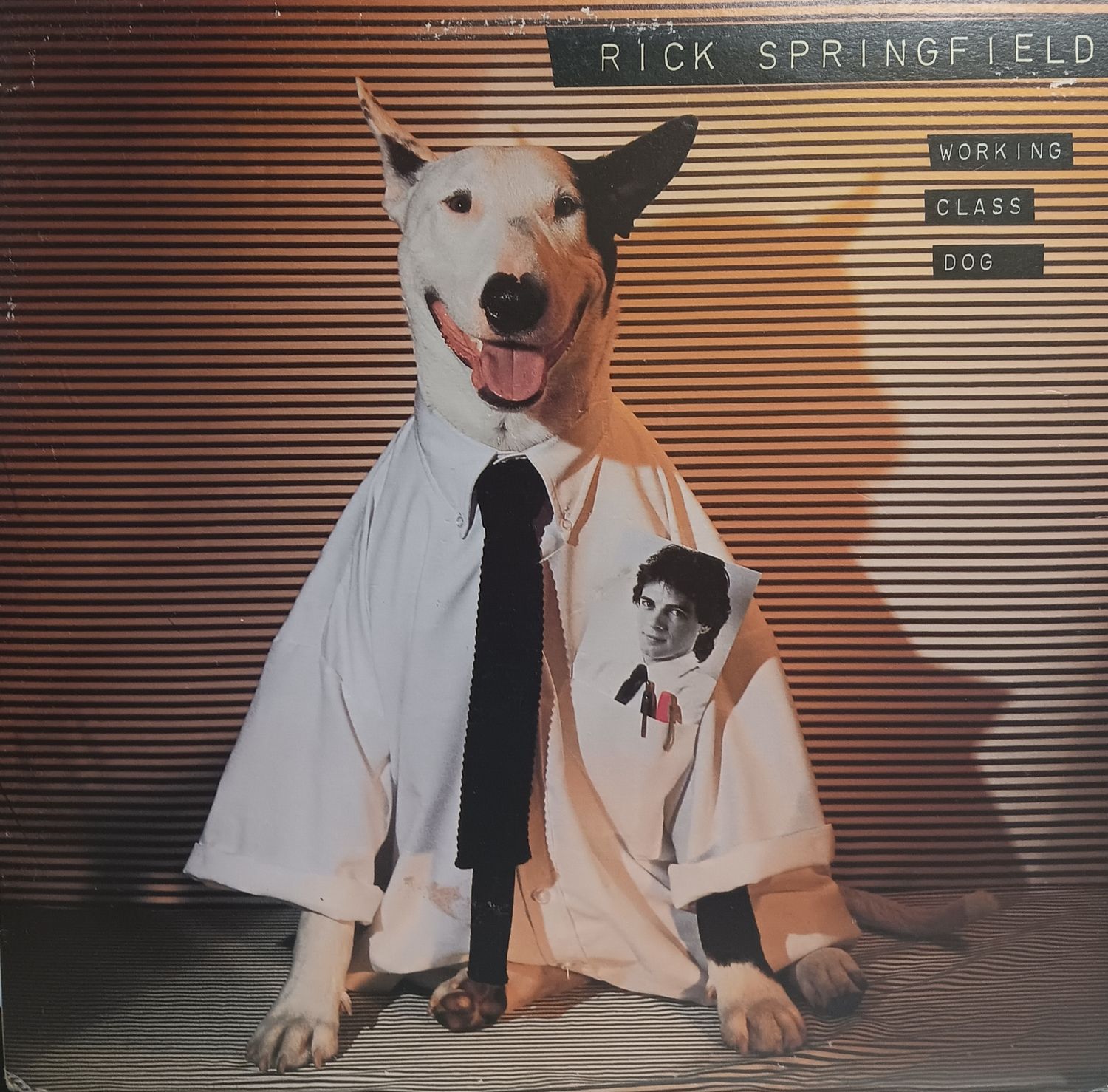 RICK SPRINGFIELD - WORKING CLASS DOG