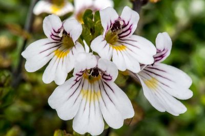 Euphrasia Eye Wash