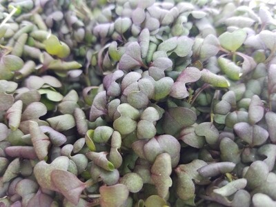 *New* Red Frill Mustard Microgreens *New* Red Frill Mustard Microgreens