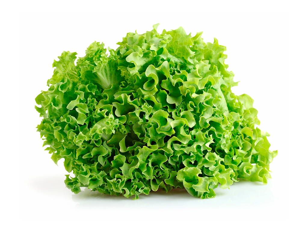 LECHUGA CRESPA HIDROPONICA X UNIDAD