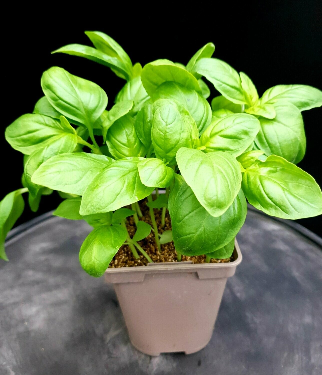 Basilic