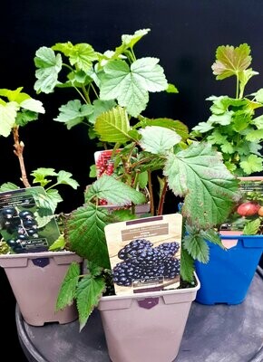 Les petits fruits