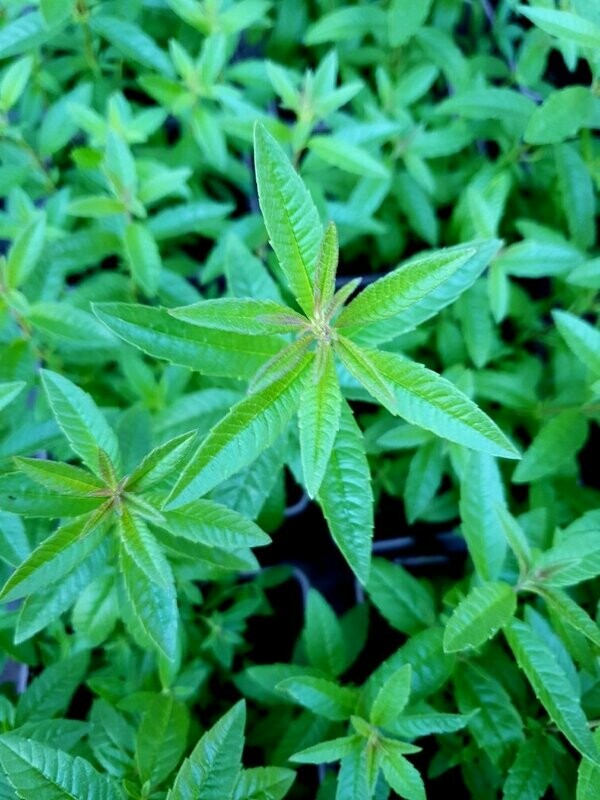 Verveine citronnée