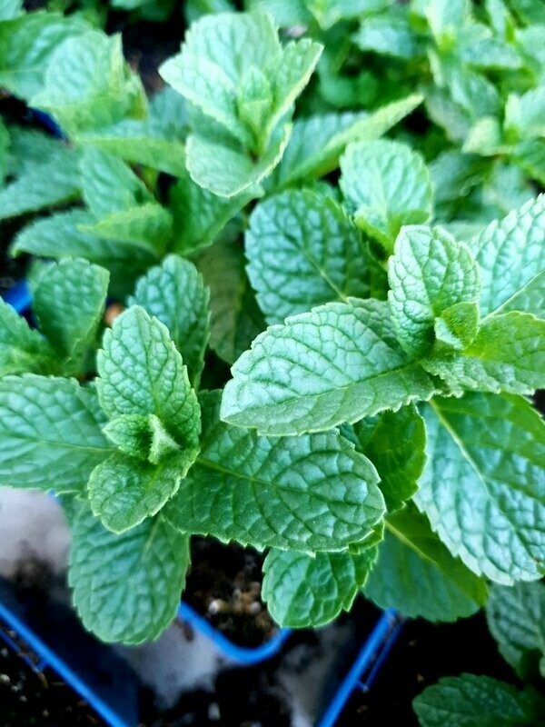 Menthe