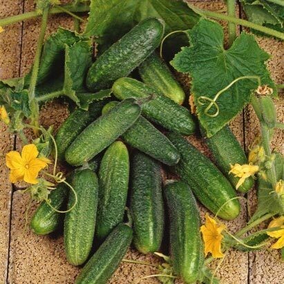 Cornichon Régal