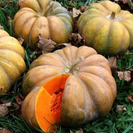 Courge musquée de Provence