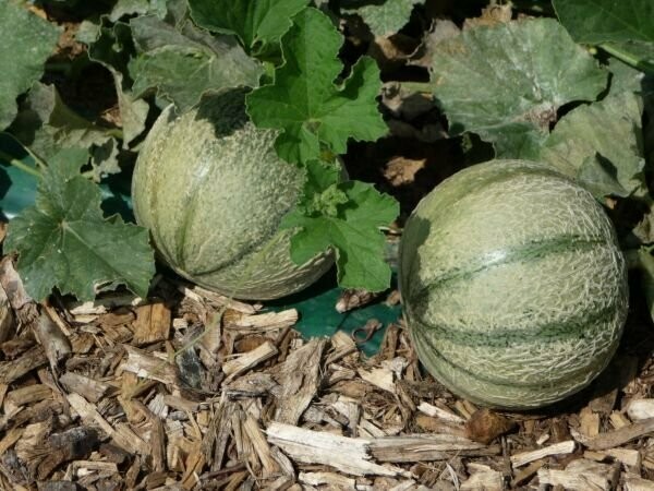 Melon brodé Charentais Edgar