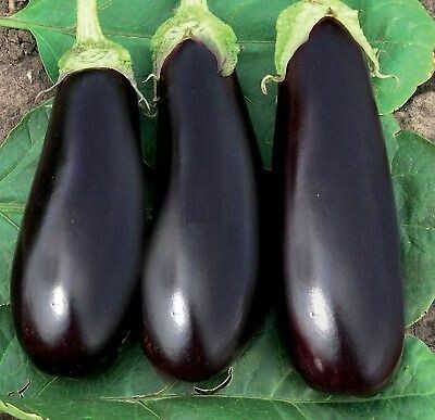 Aubergine