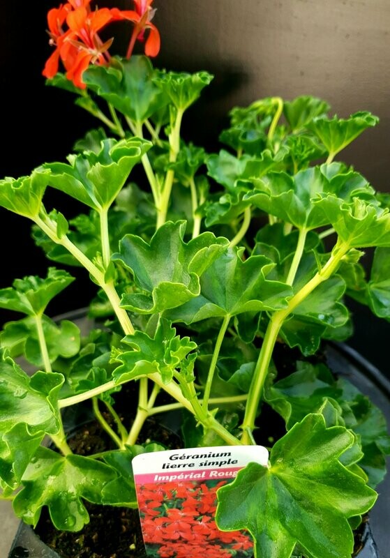 geranium lierre (barquette de 6)