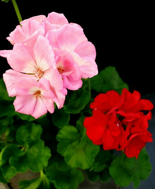 geranium zonal