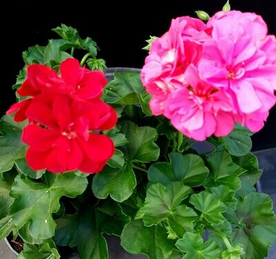 geranium lierre à fleur double