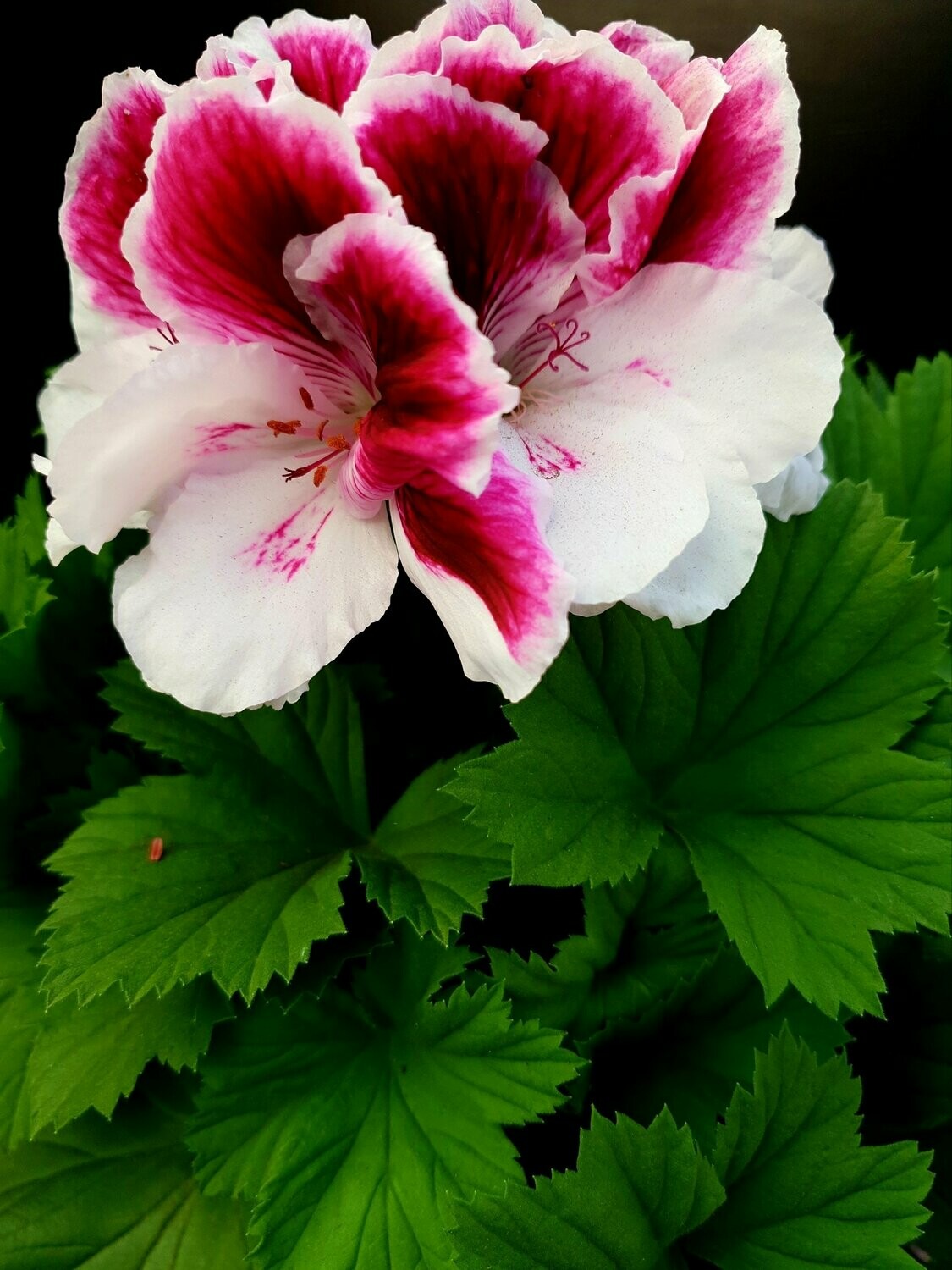 Pelargonium
