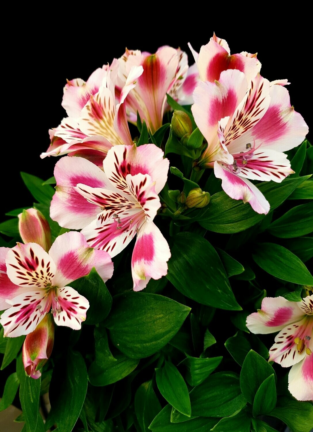Alstromeria