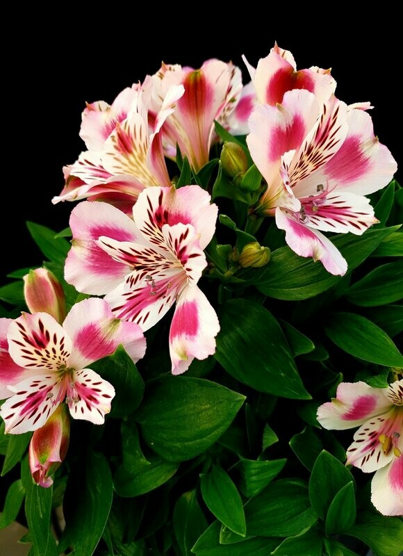 Alstromeria