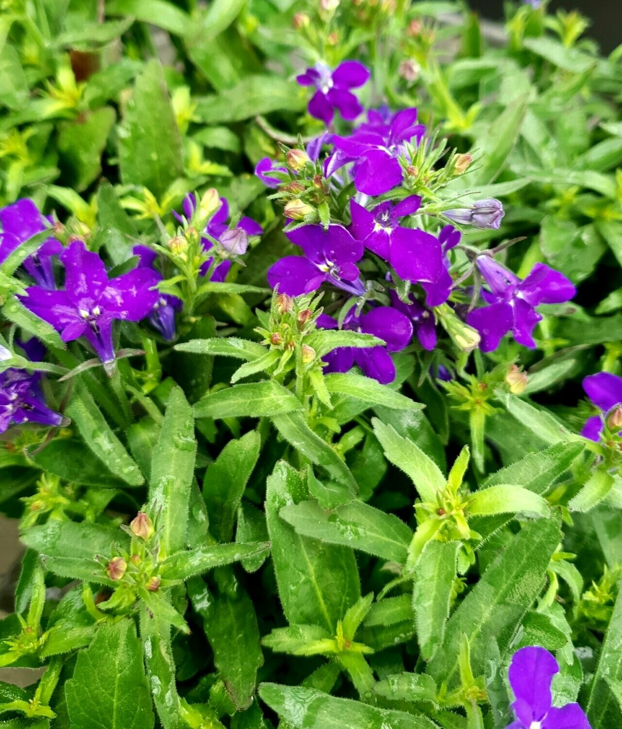 Lobelia
