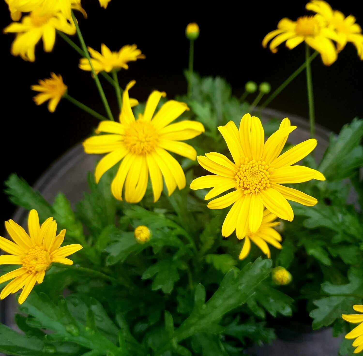 Euryops