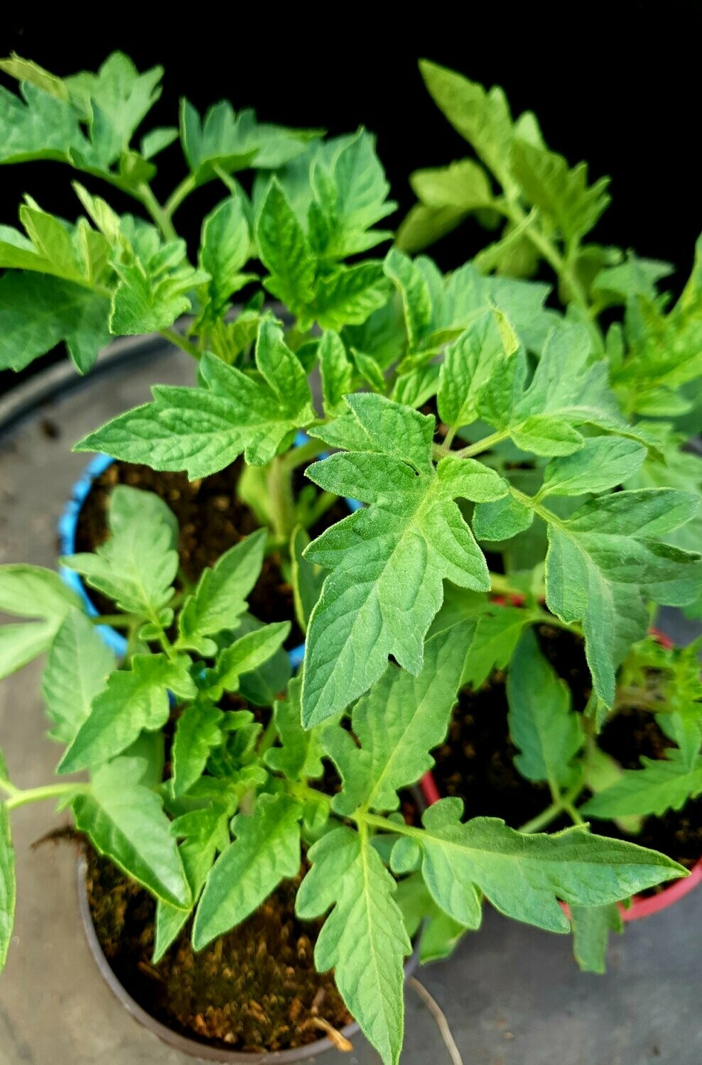 Tomate