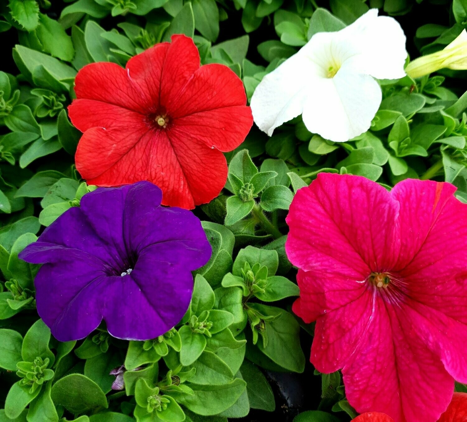 pétunia (les 6)
