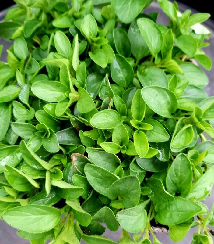 Origan