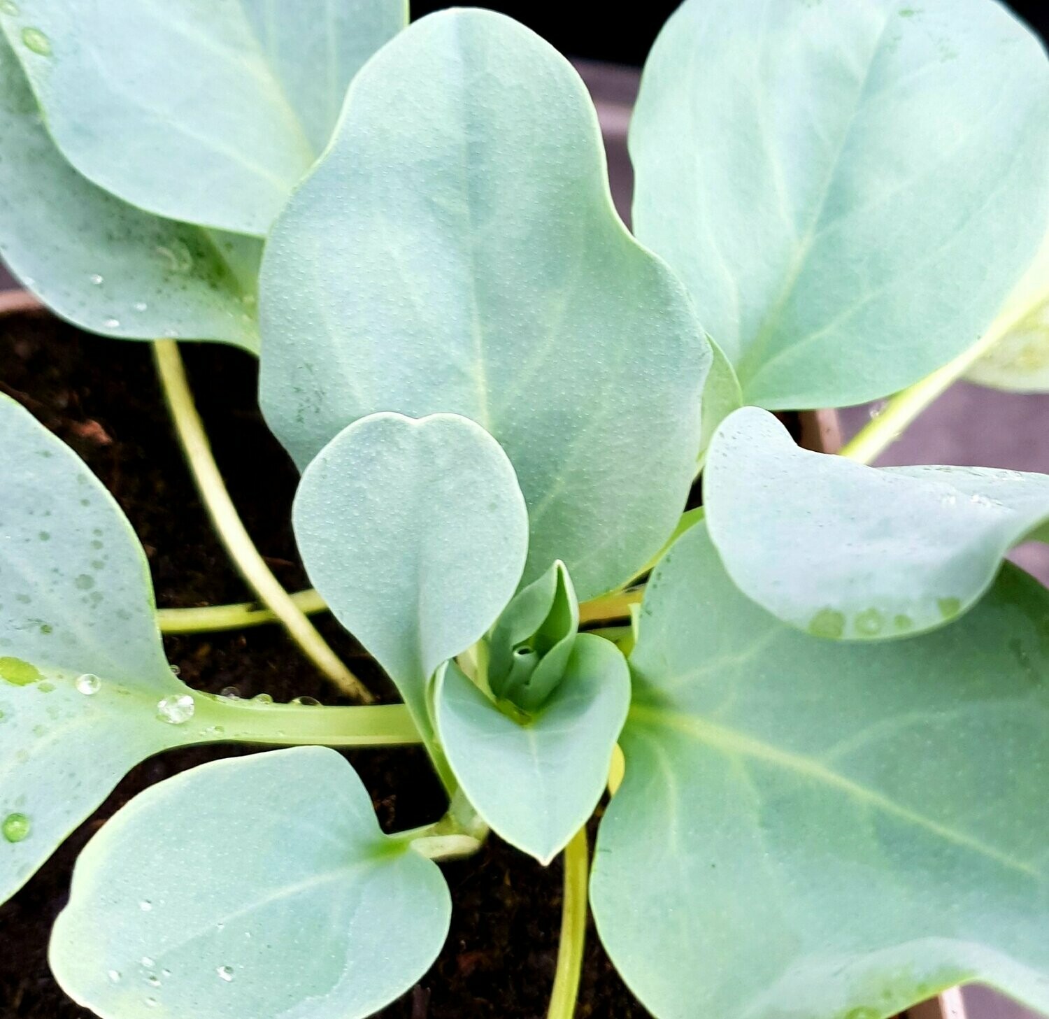 Mertensia