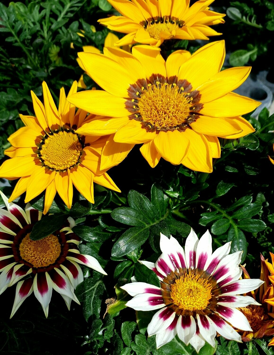 Gazania