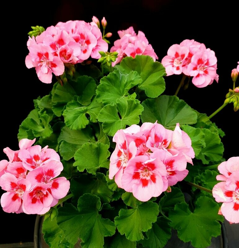 géranium zonal