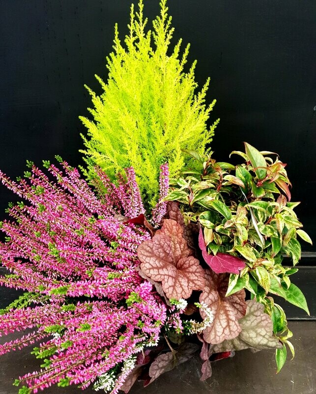 Composition 4 plantes